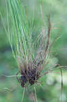 Prikly bog sedge